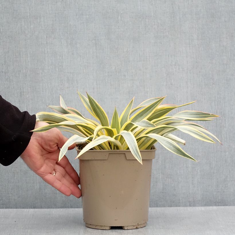 Amostra de Yucca recurvifolia Bright Star Vaso de 2 L/3 L tal como entregue na primavera