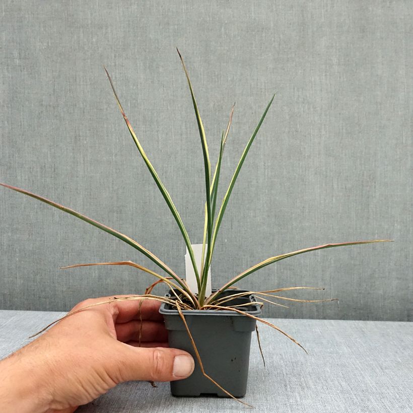Amostra de Yucca filamentosa Bright Edge Vaso de 8/9 cm tal como entregue na primavera