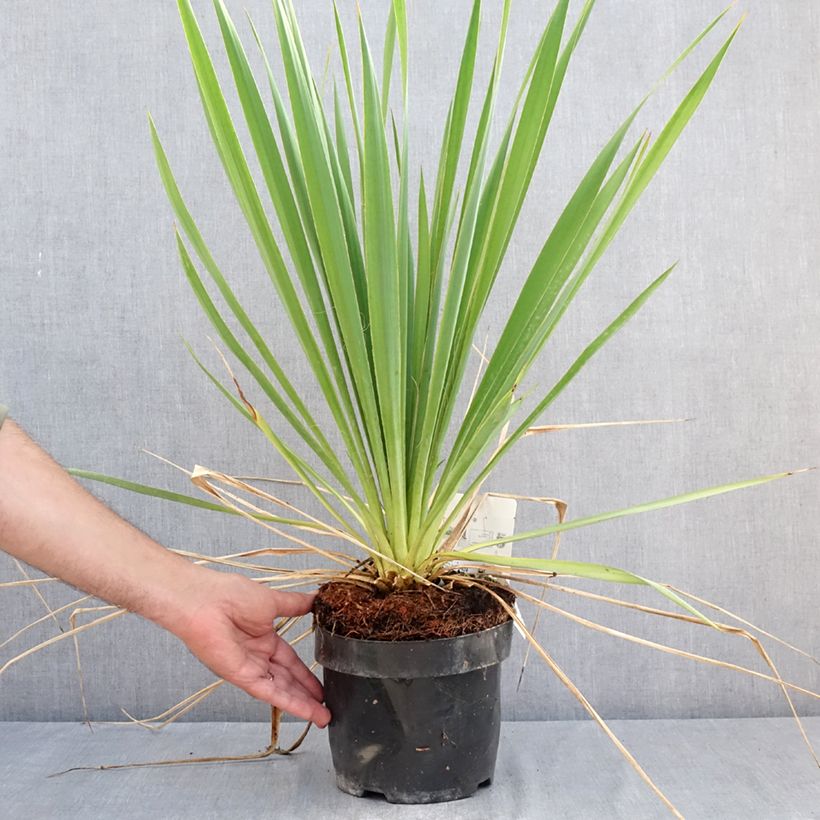Amostra de Yucca filamentosa Bright Edge Vaso de 2 L/3 L tal como entregue no verão