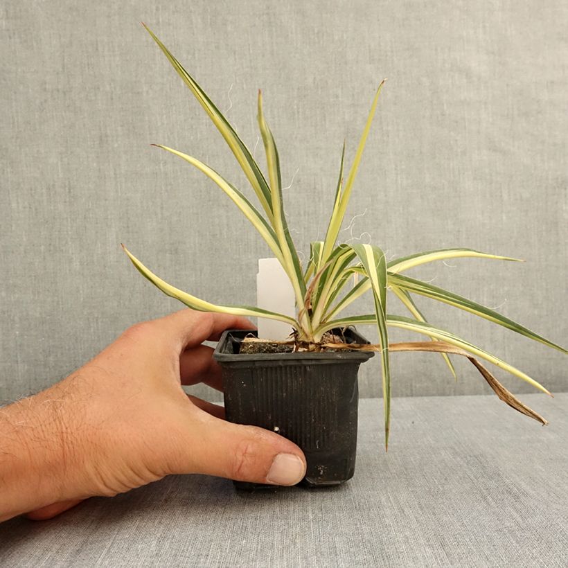 Amostra de Yucca filamentosa Colour Guard Vaso de 8/9 cm tal como entregue no verão
