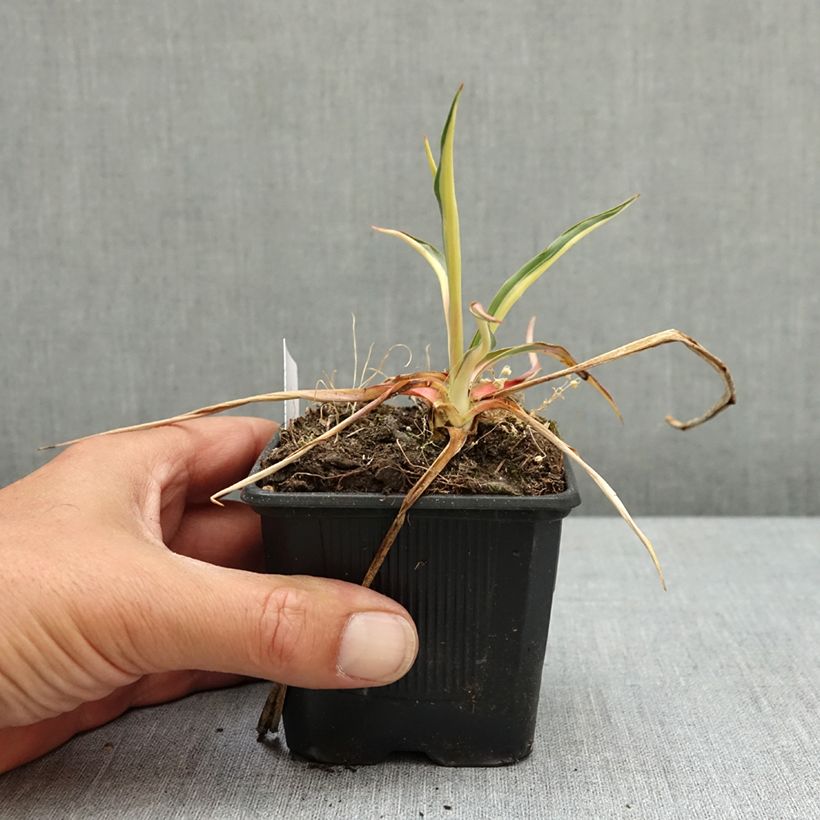 Amostra de Yucca filamentosa Colour Guard Vaso de 8/9 cm tal como entregue na primavera