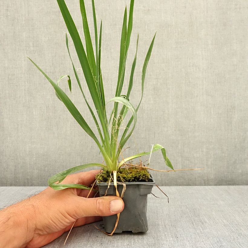 Amostra de Yucca filamentosa Vaso de 8/9 cm tal como entregue no verão