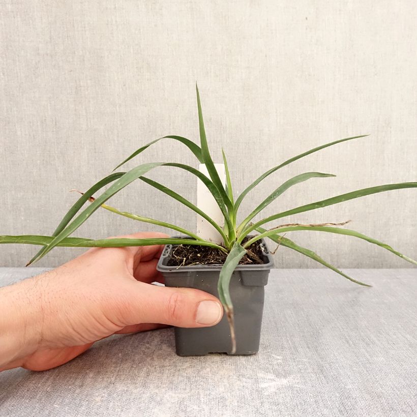Amostra de Yucca filamentosa Vaso de 8/9 cm tal como entregue no inverno