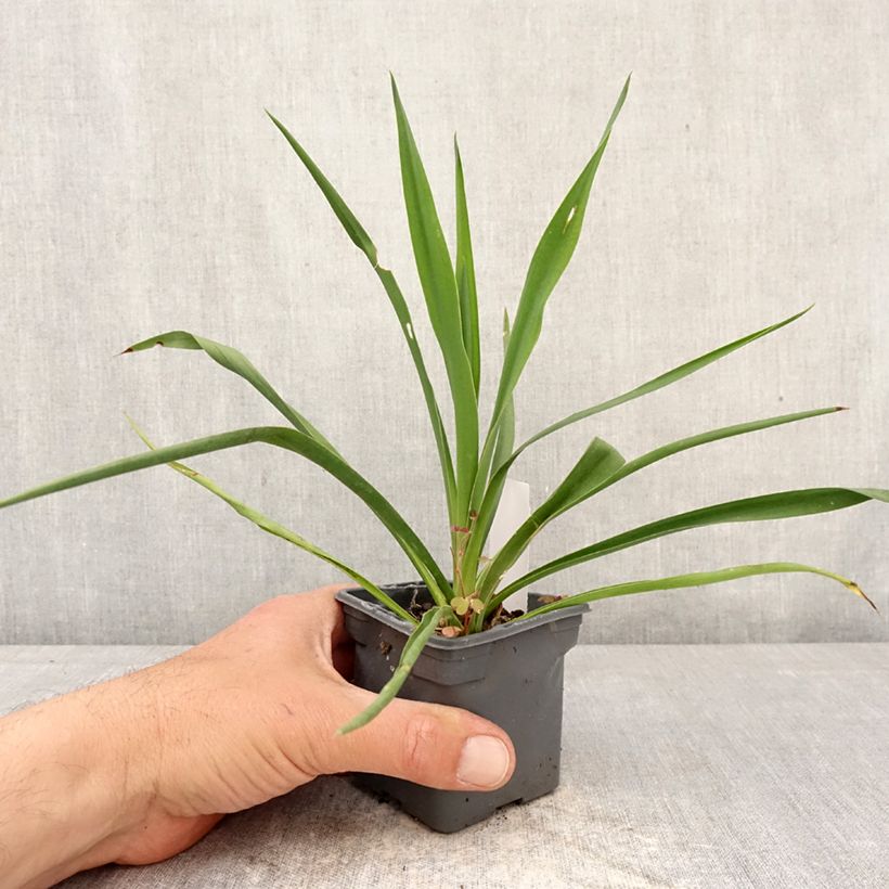 Amostra de Yucca filamentosa Vaso de 8/9 cm tal como entregue na primavera