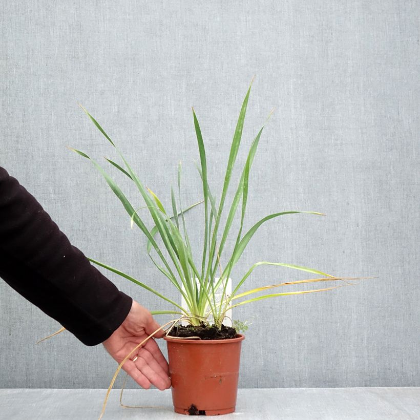 Amostra de Yucca filamentosa Vaso de 1 L/1,5 L tal como entregue no outono