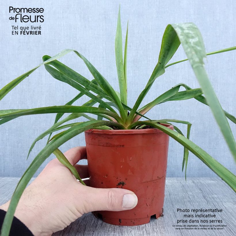 Amostra de Yucca filamentosa Vaso de 1 L/1,5 L tal como entregue no inverno