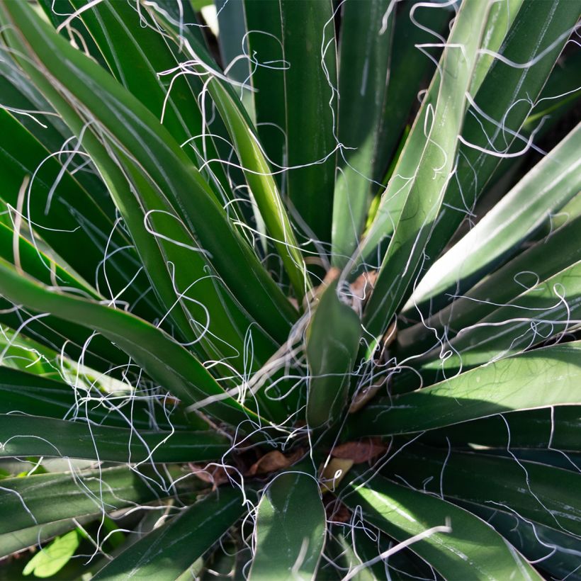 Yucca filifera - Iúca filifera (Folhagem)