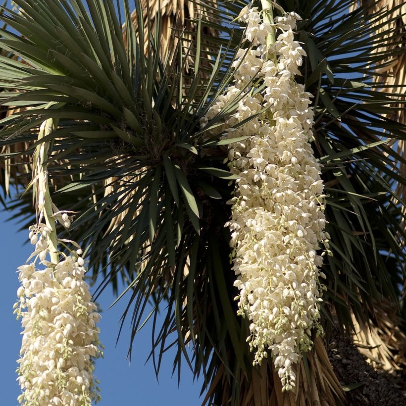 Yucca filifera - Iúca filifera (Floração)