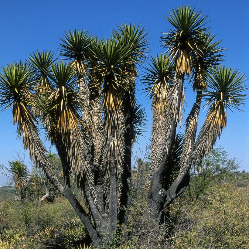 Yucca filifera - Iúca filifera (Hábito)