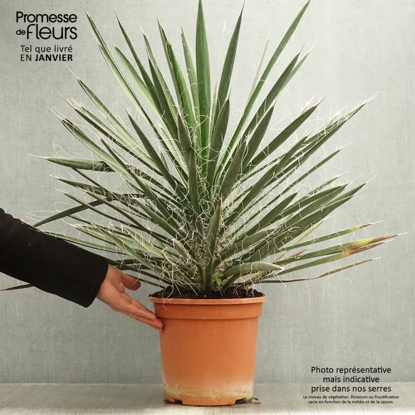 Amostra de Yucca filifera - Yucca filifère Vaso de 7,5 L/10 L tal como entregue no inverno