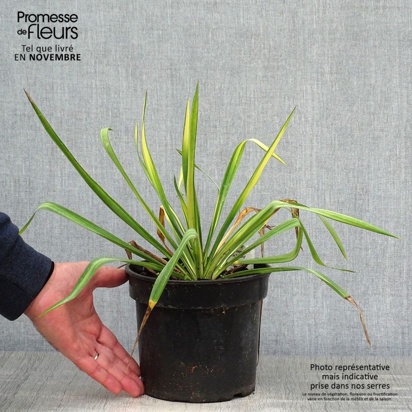 Amostra de Yucca flaccida Golden Sword Vaso de 2 L/3 L tal como entregue no outono
