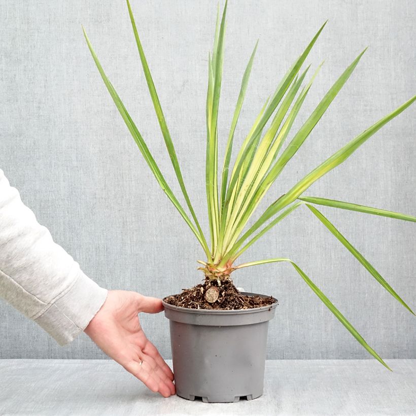 Amostra de Yucca flaccida Golden Sword Vaso de 2 L/3 L tal como entregue na primavera
