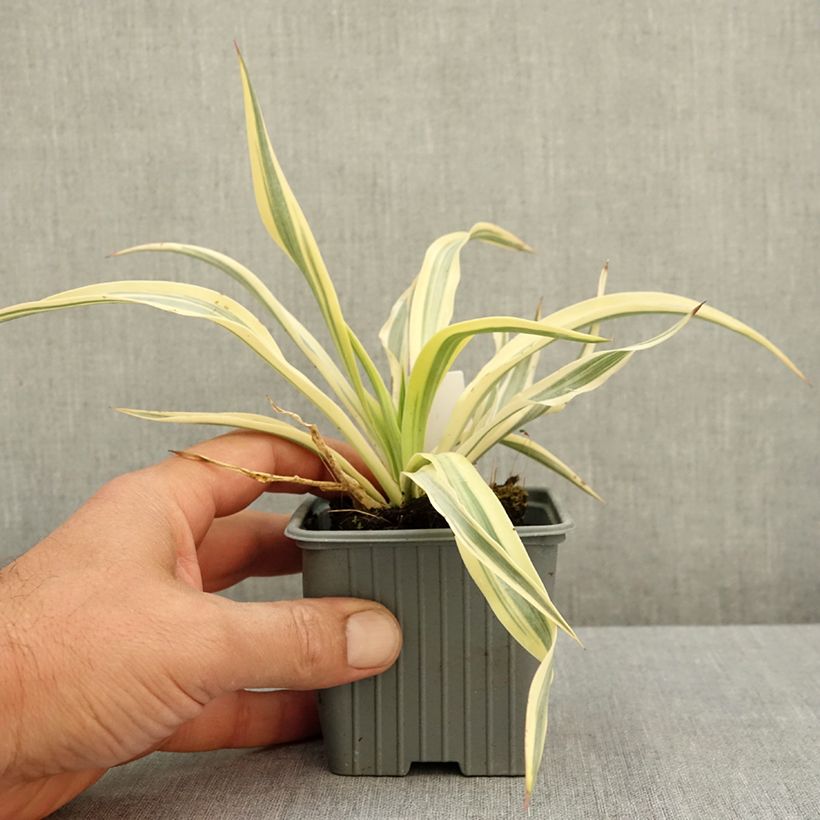 Amostra de Yucca gloriosa Citrus Twist Vaso de 8/9 cm tal como entregue no verão
