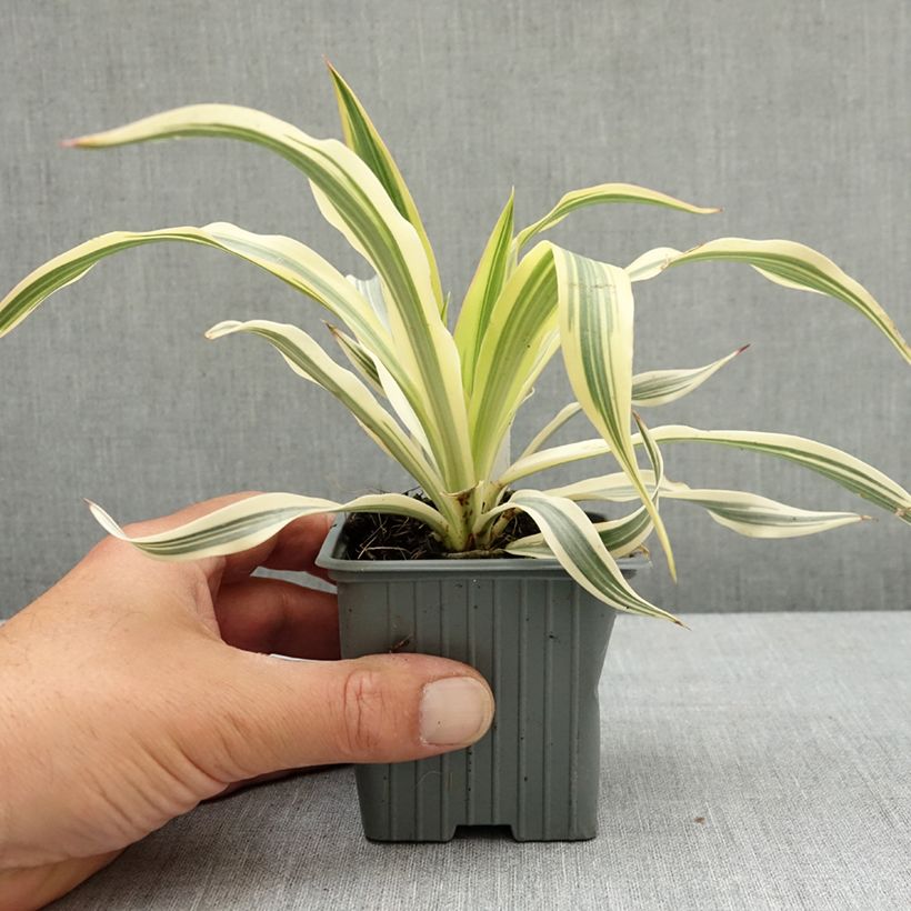 Amostra de Yucca gloriosa Citrus Twist Vaso de 8/9 cm tal como entregue na primavera