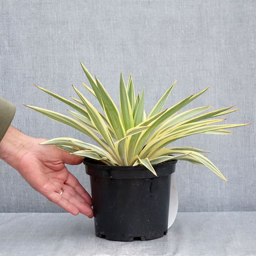 Amostra de Yucca gloriosa Citrus Twist Vaso de 2 L/3 L tal como entregue no verão