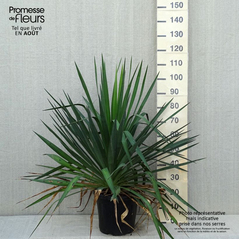 Amostra de Yucca gloriosa Vaso de 7,5 L/10 L tal como entregue no verão