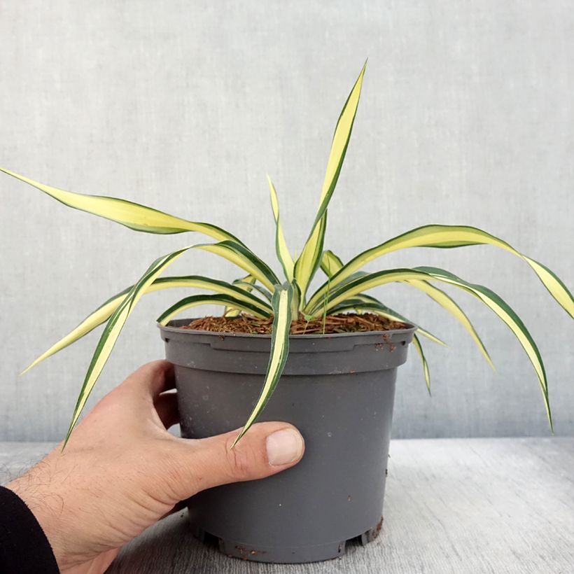 Amostra de Yucca gloriosa Variegata Vaso de 2 L/3 L tal como entregue no outono