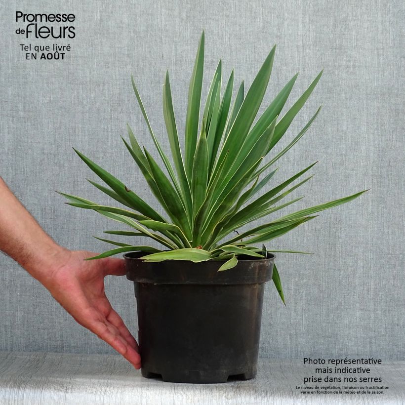 Amostra de Yucca gloriosa Variegata Vaso de 2 L/3 L tal como entregue no verão