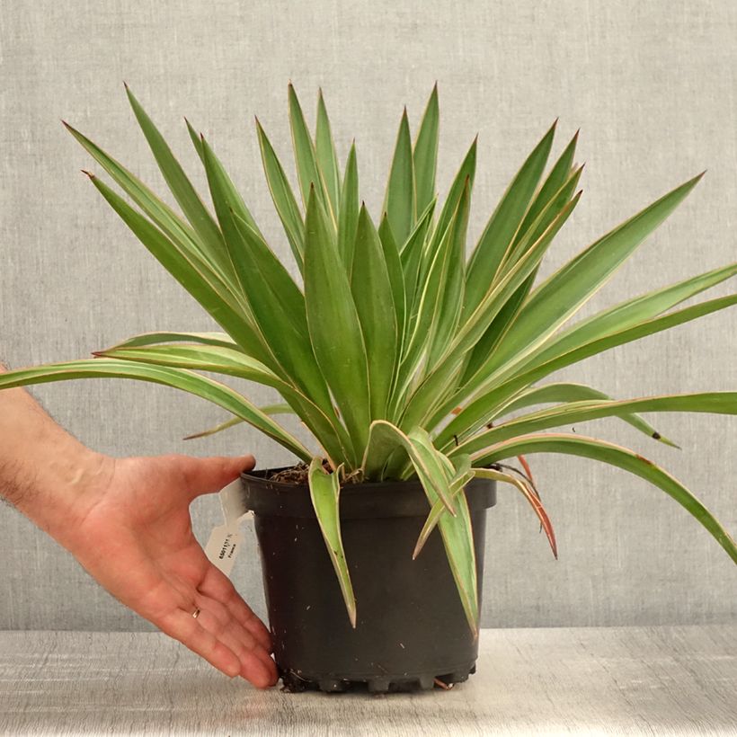 Amostra de Yucca gloriosa Variegata Vaso de 2 L/3 L tal como entregue na primavera