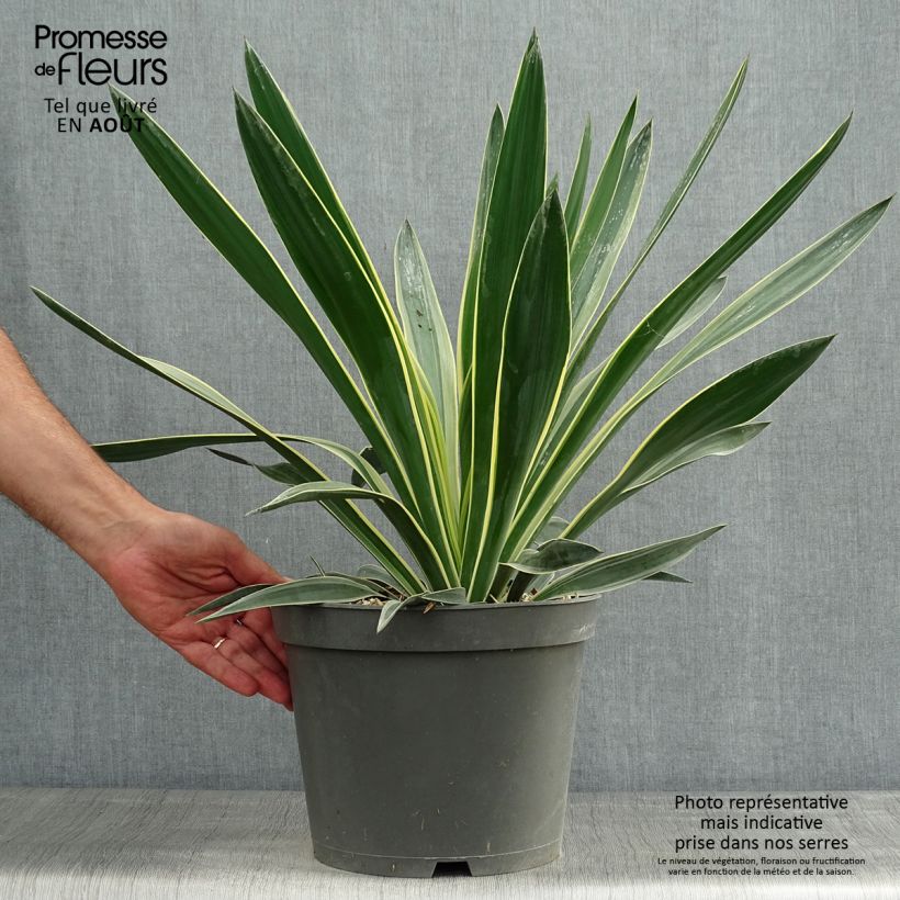 Amostra de Yucca gloriosa Variegata Vaso de 4 L/5 L tal como entregue no verão