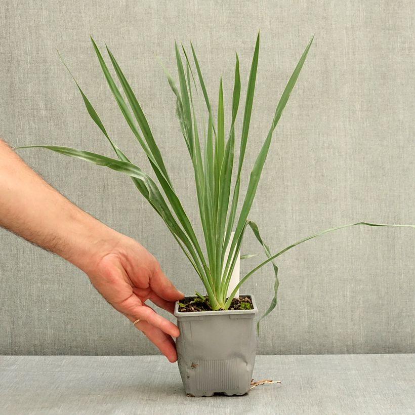Amostra de Yucca filamentosa × rostrata French Flag Vaso de 12 cm/13 cm tal como entregue no verão