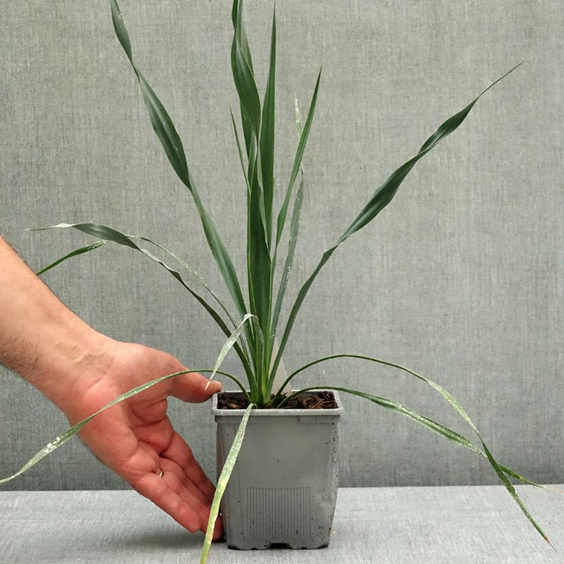 Amostra de Yucca filamentosa × rostrata French Flag Vaso de 12 cm/13 cm tal como entregue na primavera