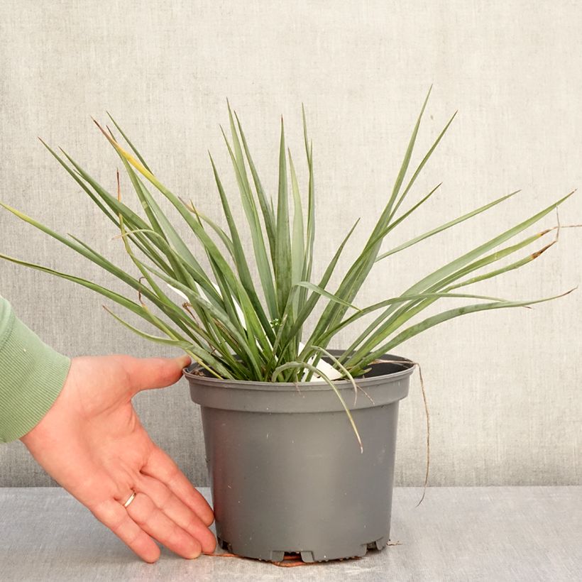 Amostra de Yucca filamentosa × rostrata French Flag Vaso de 3 L/4 L tal como entregue no inverno