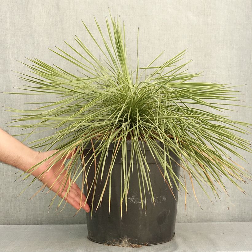 Amostra de Yucca linearifolia Vaso de 18 L/20 L tal como entregue no verão