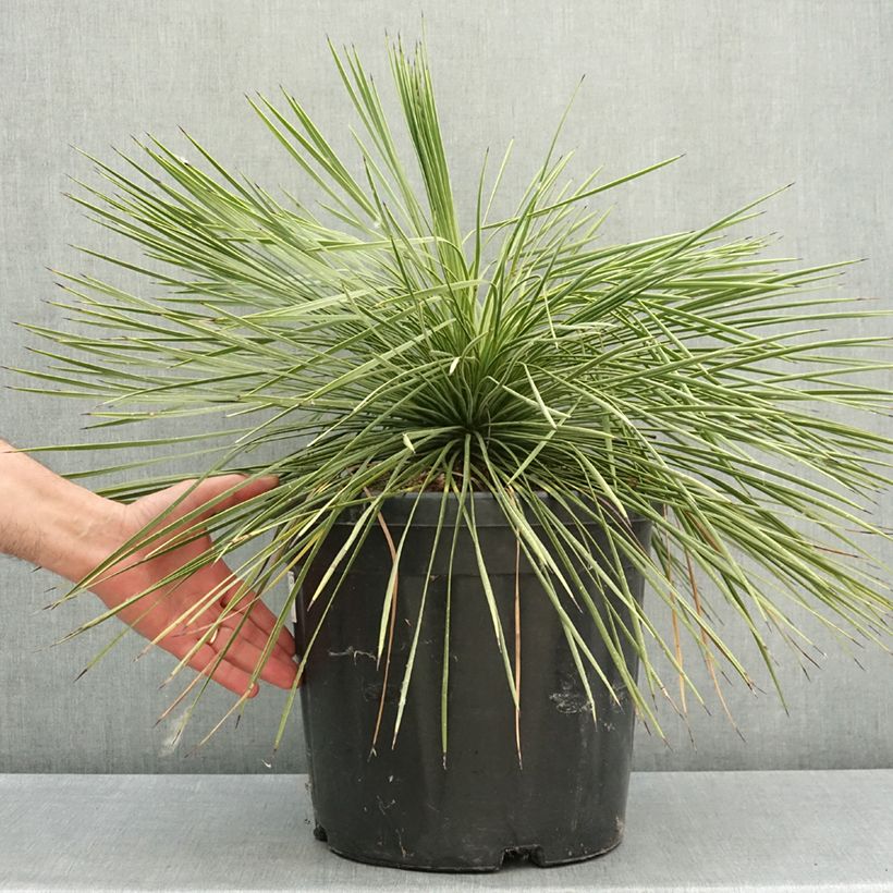 Amostra de Yucca linearifolia Vaso de 18 L/20 L tal como entregue na primavera