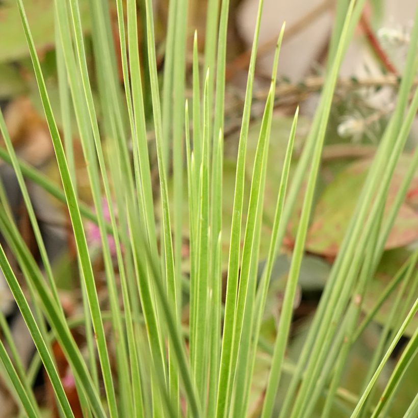 Yucca linearis Cascade (Folhagem)