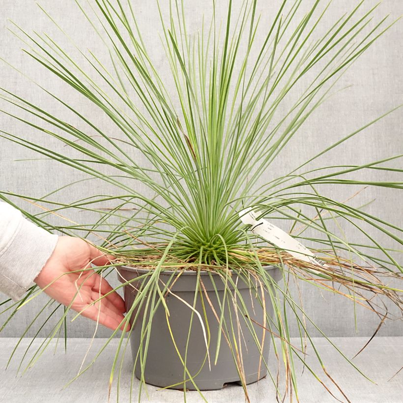 Amostra de Yucca linearis Cascade Vaso de 7,5 L/10 L tal como entregue na primavera