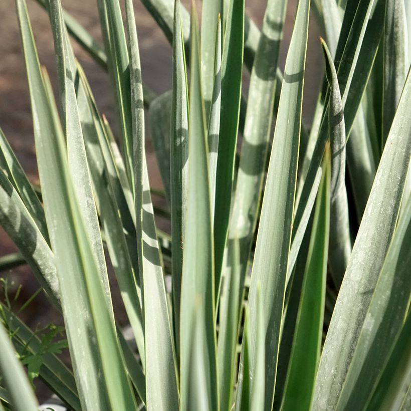 Yucca rigida Blue Sentry - Iuca-azul (Folhagem)