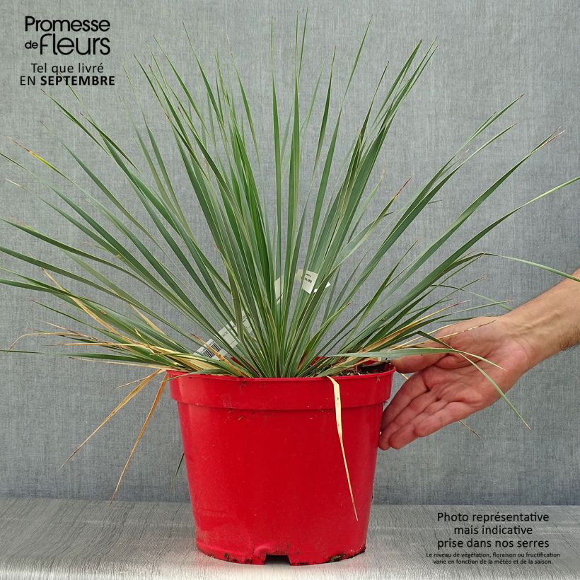 Amostra de Yucca rostrata - Iúca-azul Vaso de 3 L/4 L tal como entregue no outono