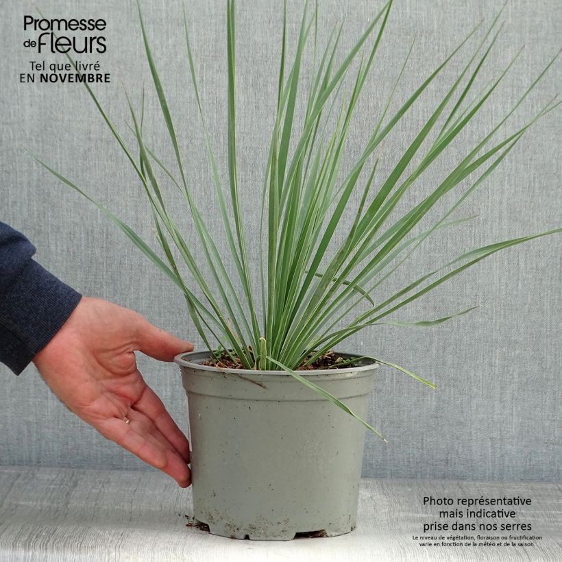 Amostra de Yucca rostrata Sapphire Skies - Iúca-azul Vaso de 3 L/4 L tal como entregue no outono