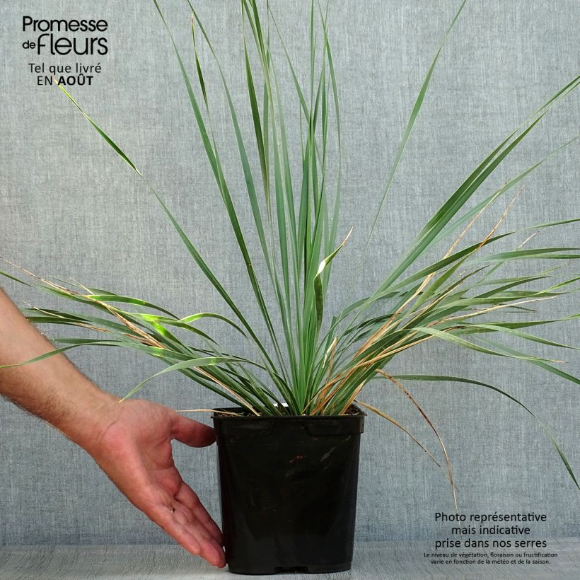 Amostra de Yucca rostrata Sapphire Skies - Iúca-azul Vaso de 3 L/4 L tal como entregue no verão