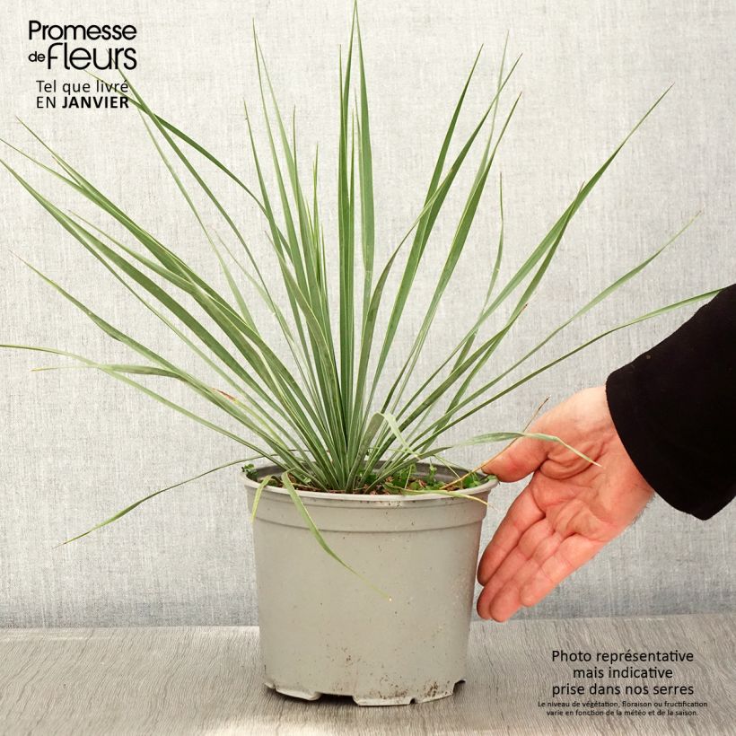 Amostra de Yucca rostrata Sapphire Skies Vaso de 3 L/4 L tal como entregue no inverno