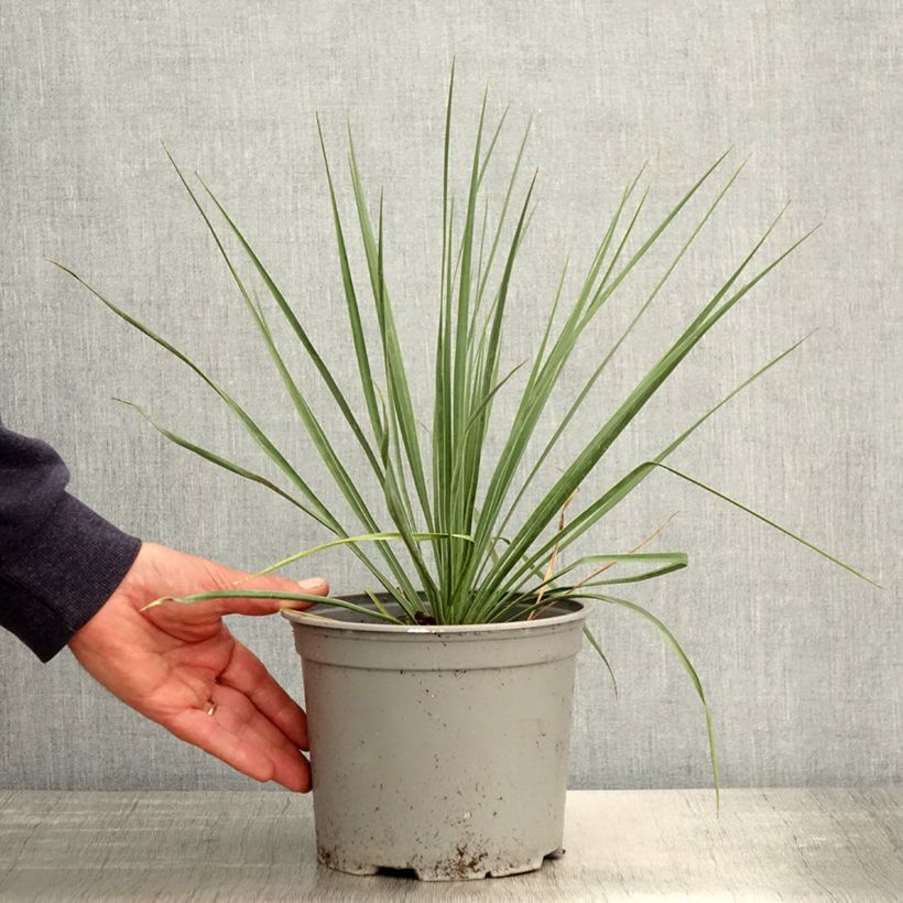 Amostra de Yucca rostrata Sapphire Skies - Iúca-azul Vaso de 3 L/4 L tal como entregue na primavera