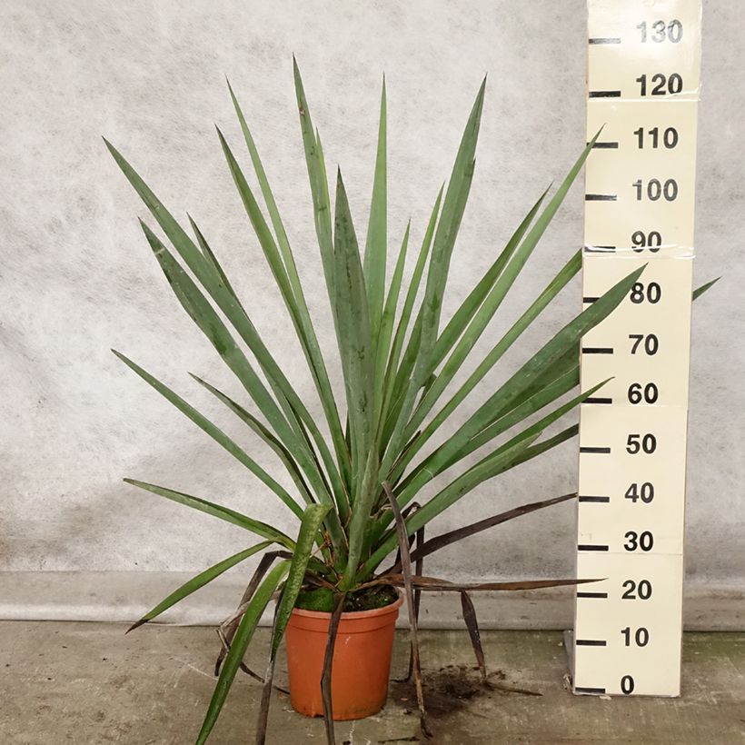 Amostra de Yucca torreyi Vaso de 7,5 L/10 L tal como entregue no outono