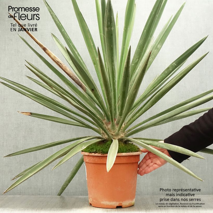 Amostra de Yucca torreyi - Yucca de Torrey Vaso de 7,5 L/10 L tal como entregue no inverno