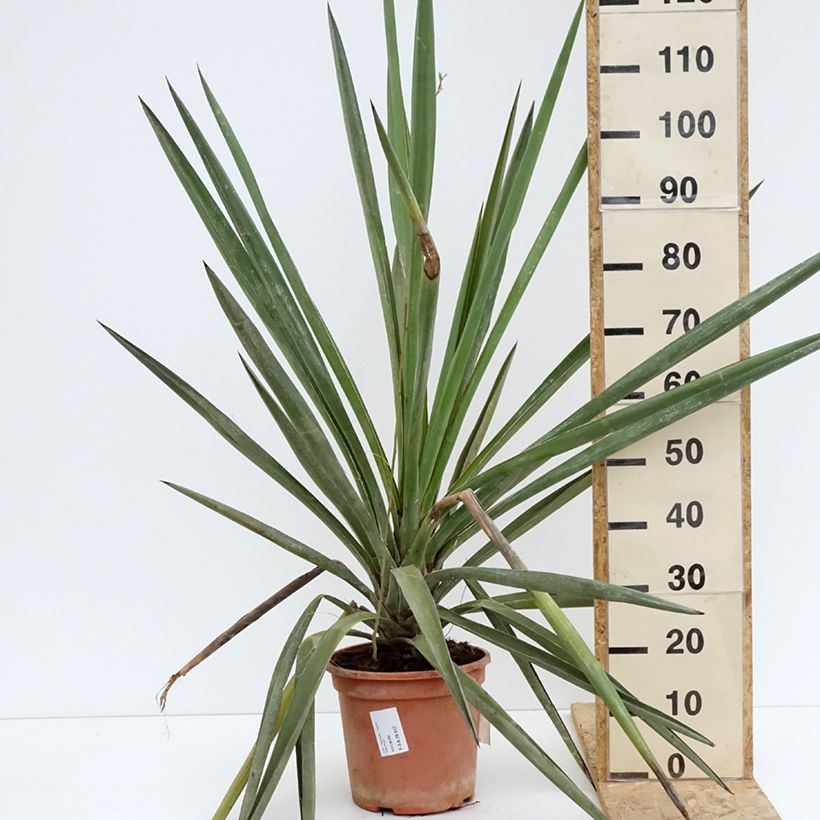 Amostra de Yucca torreyi Vaso de 7,5 L/10 L tal como entregue na primavera
