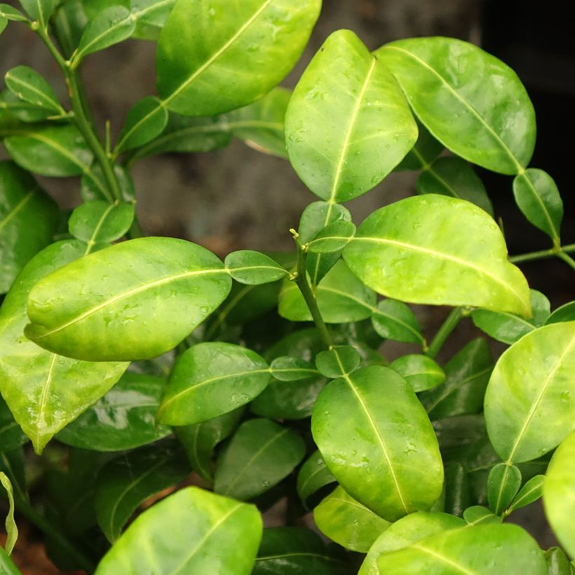Yuzu - Citrus junos (Folhagem)