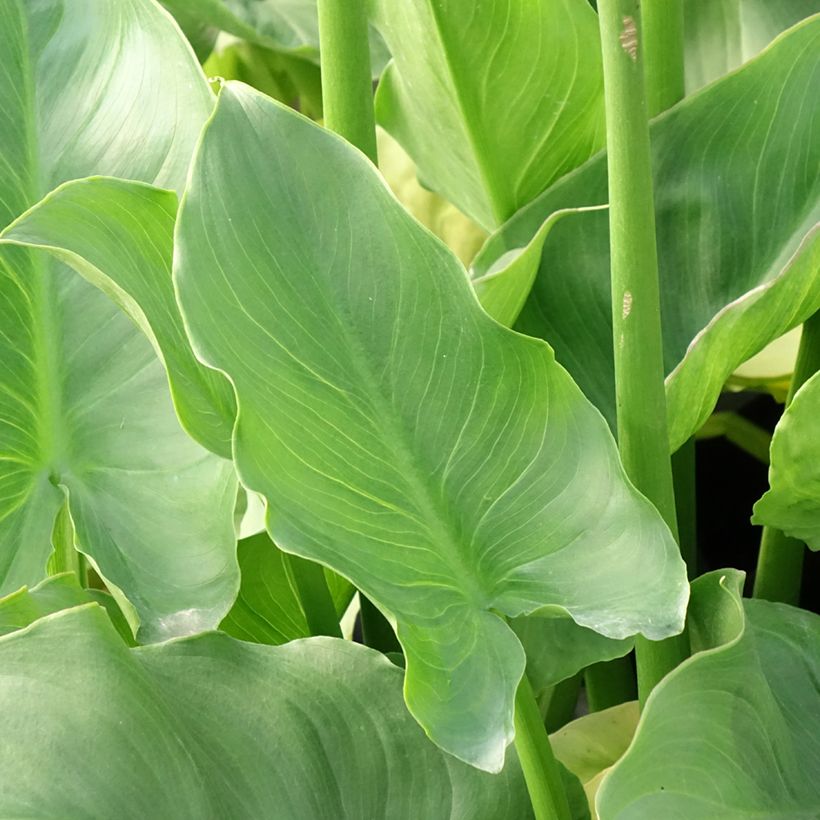 Zantedeschia aethiopica Pink Flamingo (Folhagem)