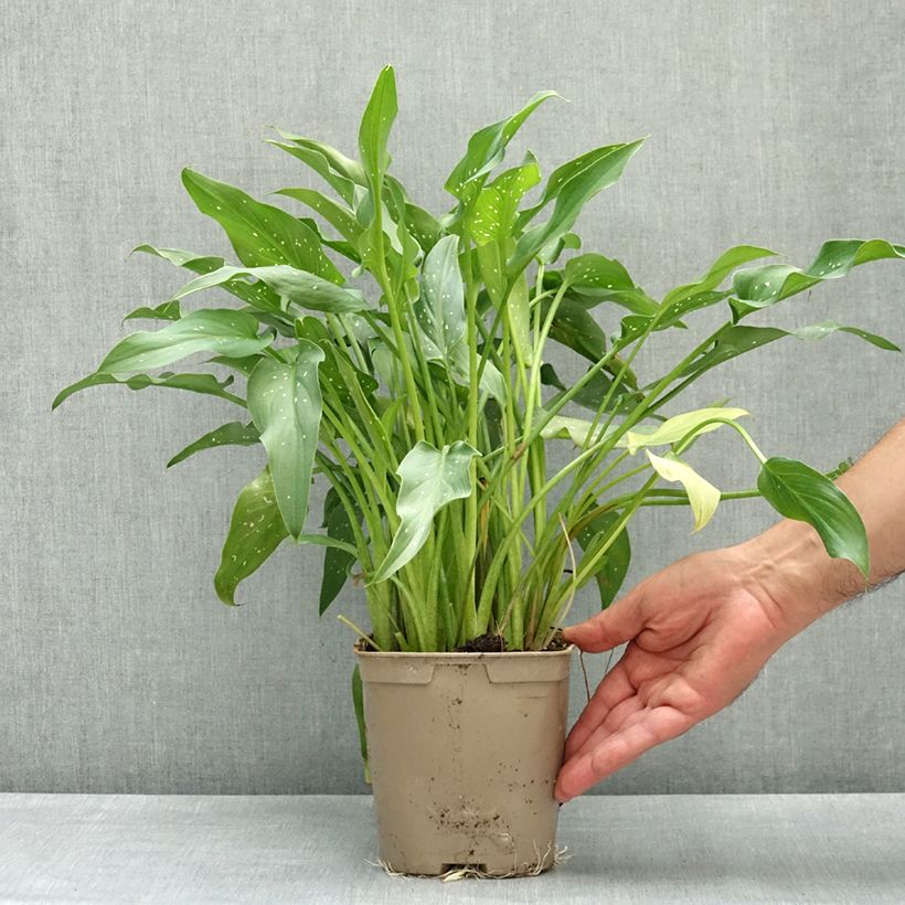 Amostra de Zantedeschia aethiopica Scented Lady - Jarro Vaso de 2 L/3 L tal como entregue na primavera