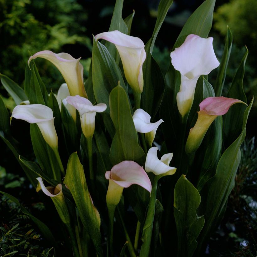 Zantedeschia Crystal Blush (Floração)