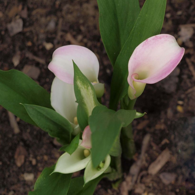 Zantedeschia Crystal Blush (Hábito)