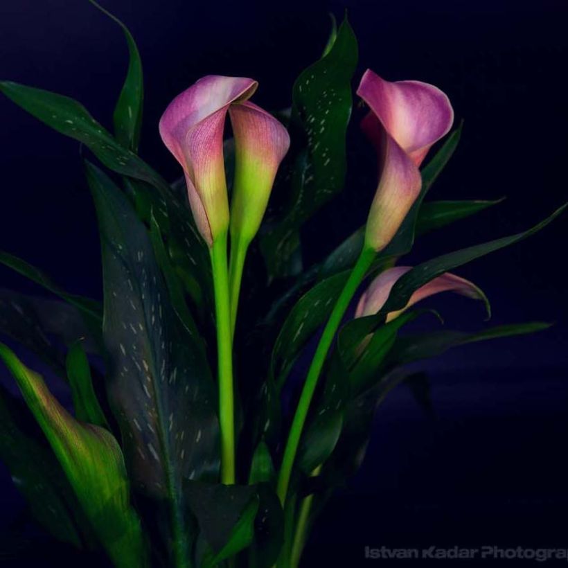 Zantedeschia Lavender Gem (Floração)