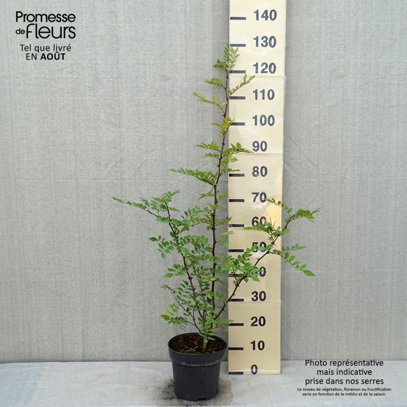 Amostra de Zanthoxylum americanum Vaso de 4 L/5 L tal como entregue no verão