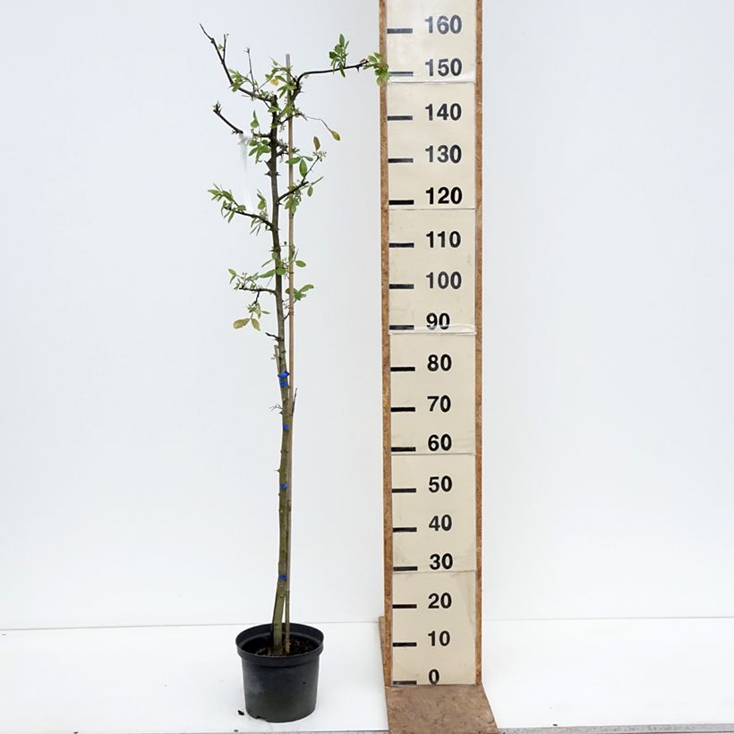 Amostra de Zanthoxylum americanum Vaso de 4 L/5 L tal como entregue na primavera