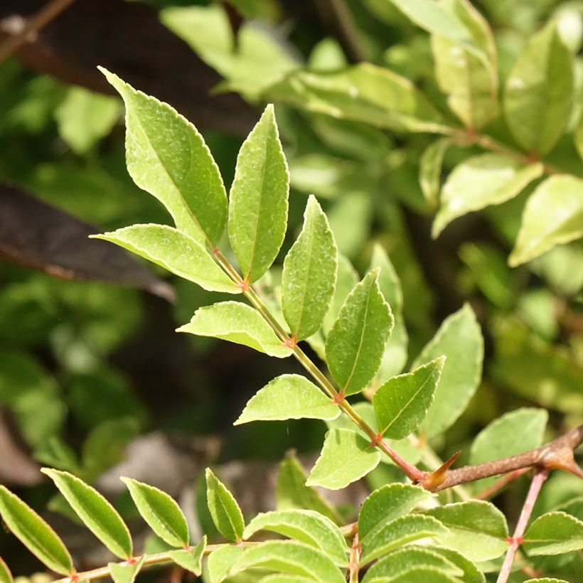Zanthoxylum americanum (Folhagem)