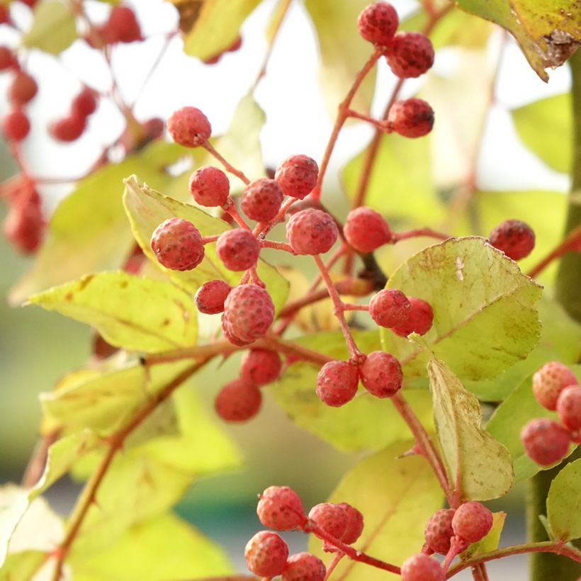 Zanthoxylum americanum (Colheita)